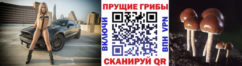 продажа наркотиков Пестово Псилоцибиновые грибы MAGIC MUSHROOMS